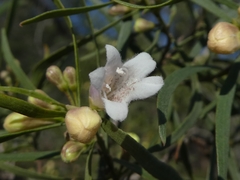 Eremophila mitchellii