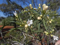 Eremophila mitchellii