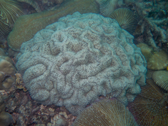 Lobophyllia flabelliformis