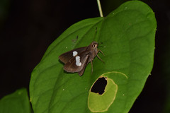 Notocrypta