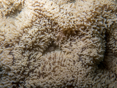 Lobophyllia flabelliformis