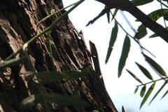 Trachylepis