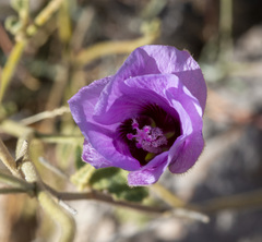 Gossypium sturtianum