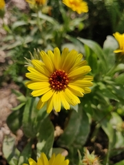 Calendula
