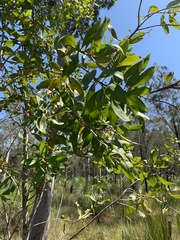 Persoonia stradbrokensis