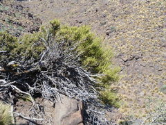 Ephedra breana