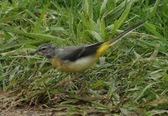 Motacilla cinerea patriciae