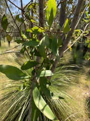 Persoonia stradbrokensis