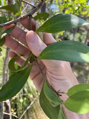 Persoonia stradbrokensis