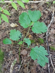Actaea spicata