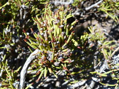Ephedra breana