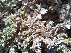 Crucianella maritima