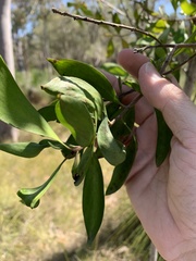 Persoonia stradbrokensis
