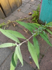 Buddleja davidii