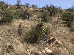 Yucca baccata brevifolia