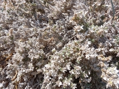 Crucianella maritima