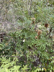 Banksia collina