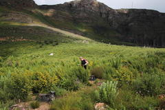 Aspalathus astroites