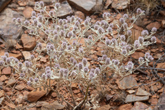 Ptilotus incanus