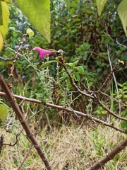 Scyphostelma microphylla