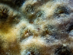 Aeolidiopsis ransoni