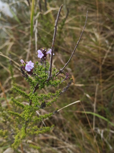 Clinopodium fasciculatum