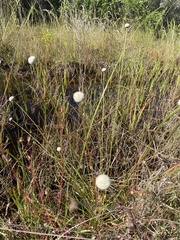 Eriocaulon decangulare image