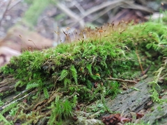 Herzogiella seligeri