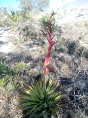 Tillandsia secunda