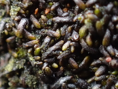 Gymnomitrion crenulatum