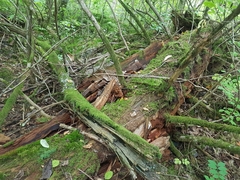 Herzogiella seligeri