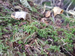 Herzogiella seligeri