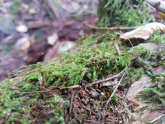 Herzogiella seligeri