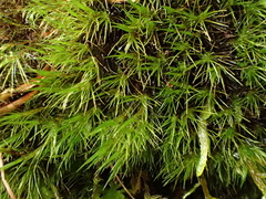 Campylopus setifolius