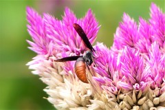 Anterhynchium punctatum