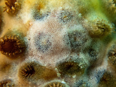 Aeolidiopsis ransoni