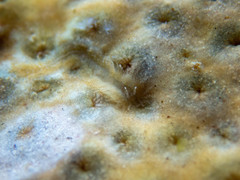 Aeolidiopsis ransoni