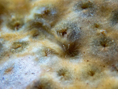 Aeolidiopsis ransoni