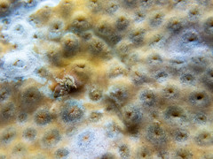 Aeolidiopsis ransoni