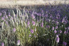 Ptilotus helipteroides