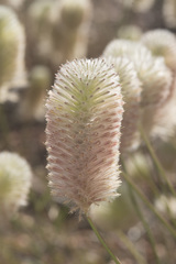 Ptilotus xerophilus