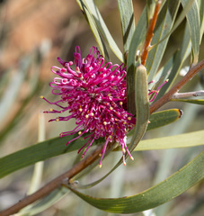 Grevillea heliosperma