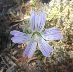 Malva preissiana