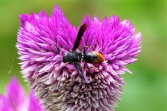 Anterhynchium punctatum
