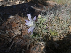 Malva preissiana