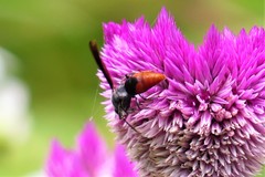 Anterhynchium punctatum