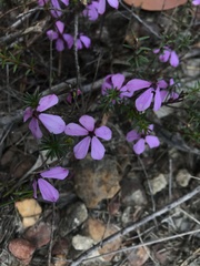Tetratheca ericifolia