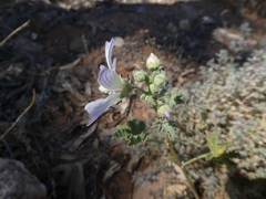 Malva preissiana