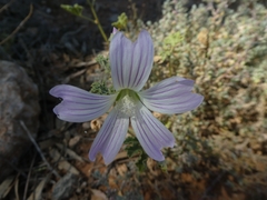 Malva preissiana