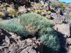 Ephedra breana
